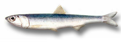 Engraulis encrasicholus